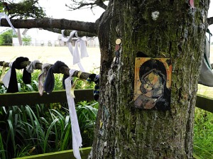 Sacred Tree, Saint Brigid's Well, Kildare, July 2011